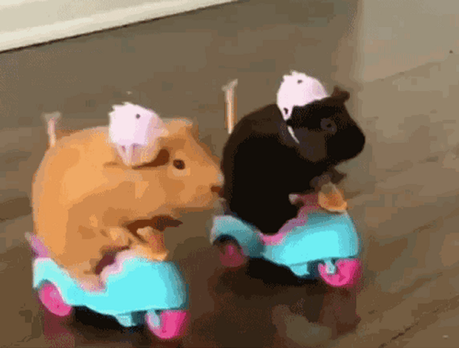 Hamsters en bicis